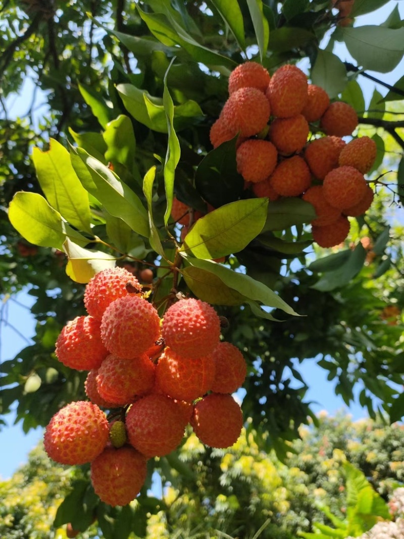 高州桂味荔枝