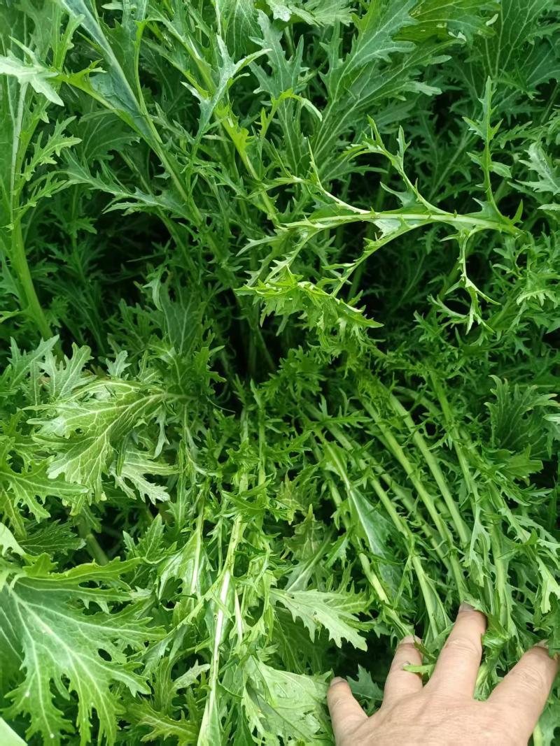 雪里红加工厂货，腊菜产地直发，大吨位供应加工厂
