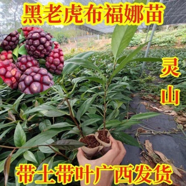 布福娜苗黑老虎苗粉红黑老虎树苗带营养杯发货