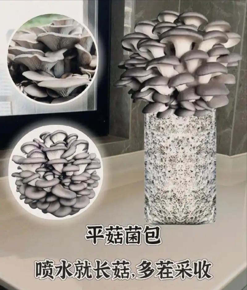 平菇菌种/菌包，蘑菇菌种/菌包，出口级平菇菌包