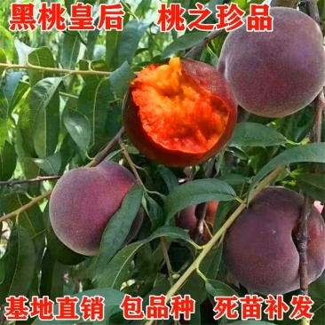 新品种黑桃王桃树苗黑桃皇后树苗嫁接桃树苗南北方种植