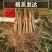 新品种黑桃王桃树苗黑桃皇后树苗嫁接桃树苗南北方种植