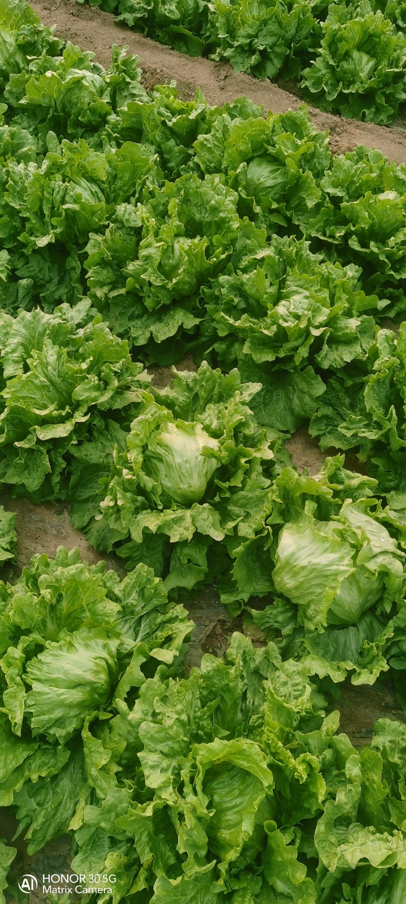 圆生菜