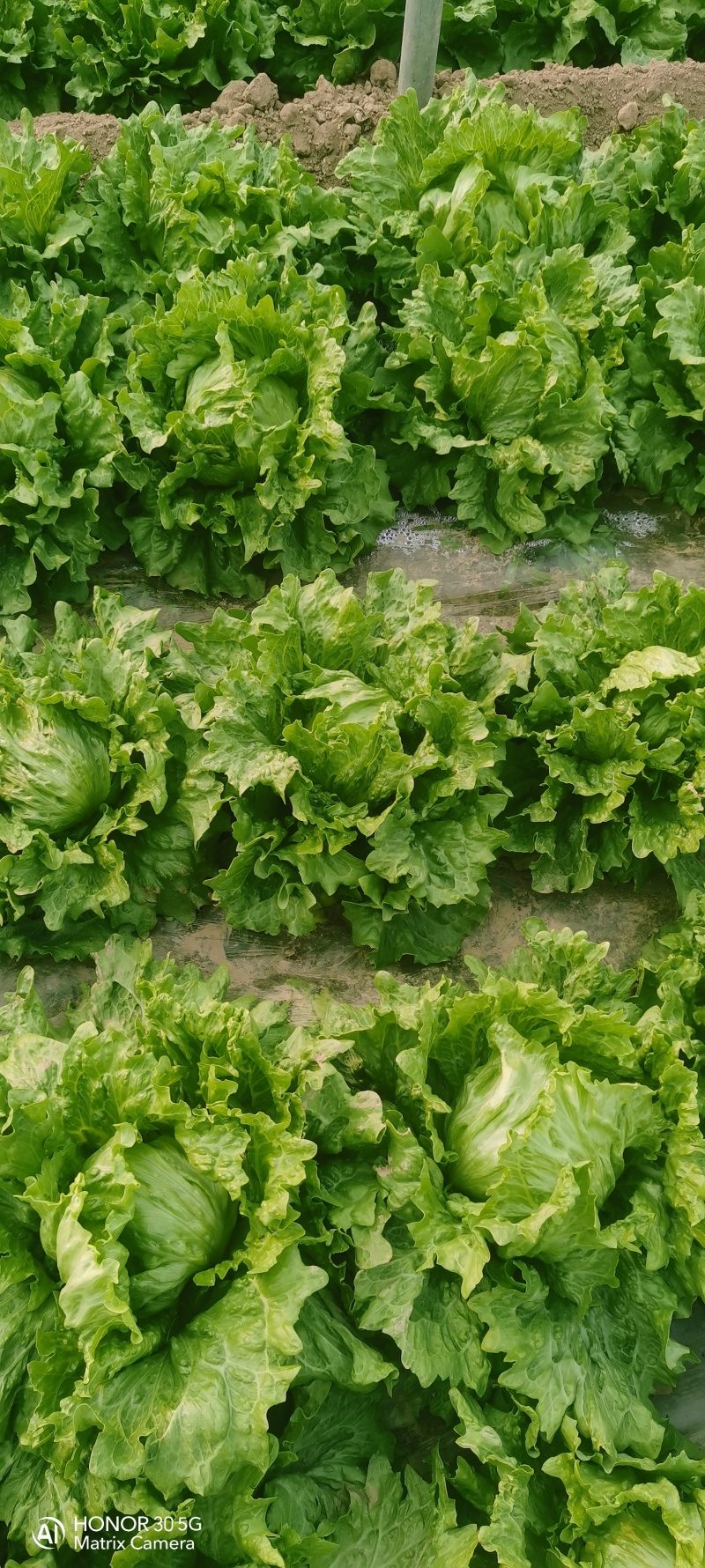 圆生菜
