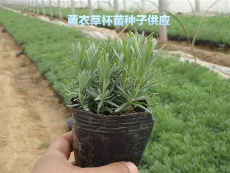 批发优质薰衣草种子免费提供催芽种植技术全国包邮