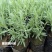 批发优质薰衣草种子免费提供催芽种植技术全国包邮