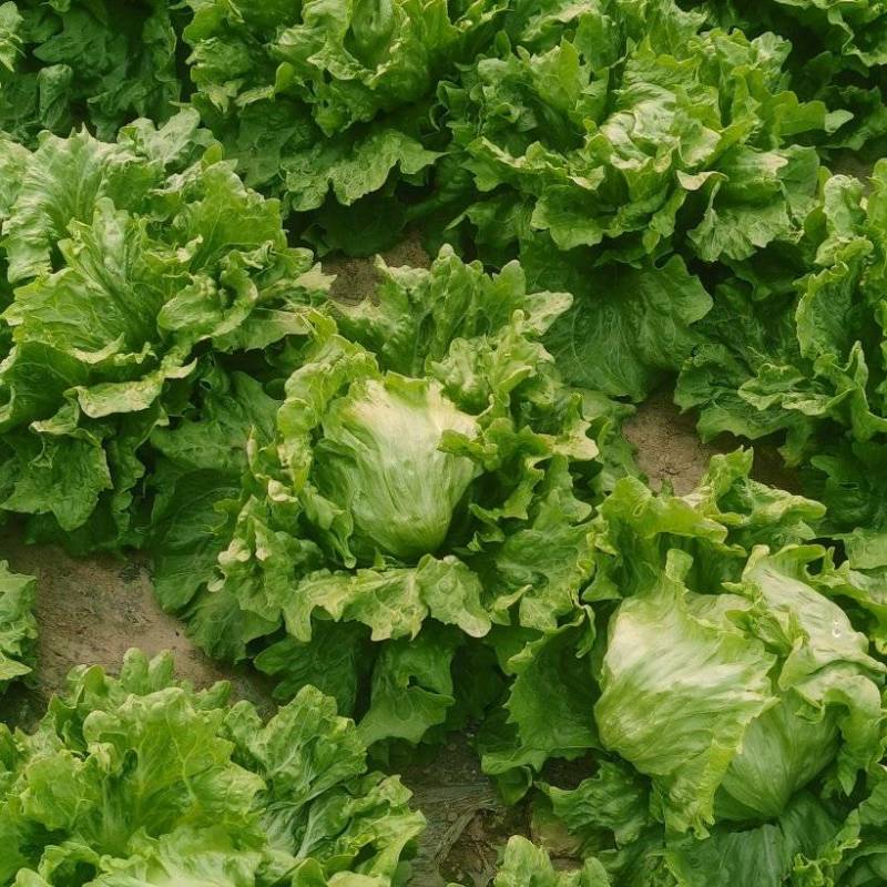 圆生菜