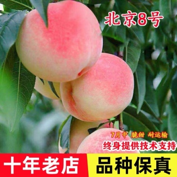 桃树果苗嫁接北京8号桃树苗特大脆甜八号蜜桃苗南北种植