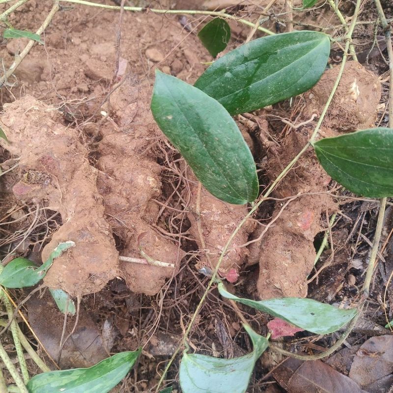 云南文山马关红肉土茯苓包邮到家量大优惠纯YS货