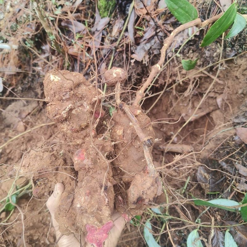 云南文山马关红肉土茯苓包邮到家量大优惠纯YS货