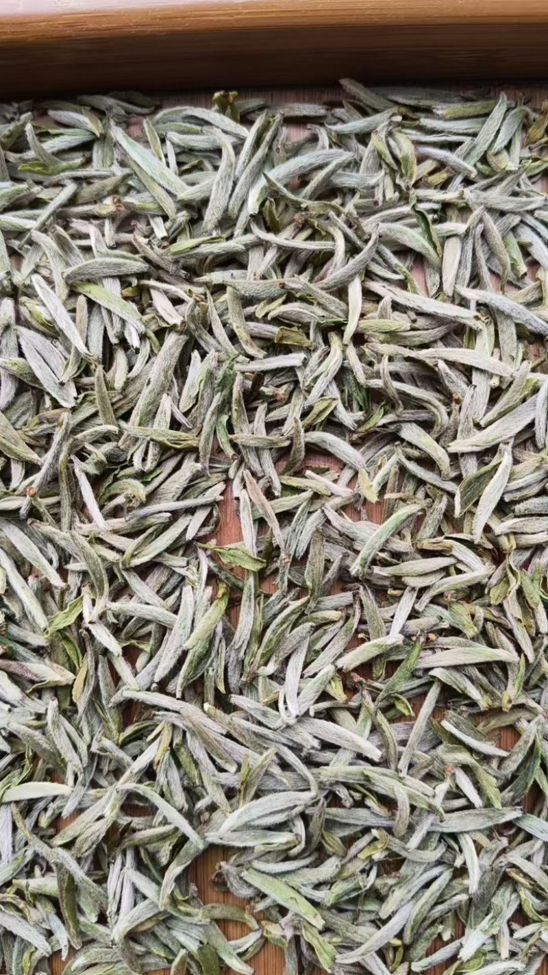 白毫银针2025年新茶