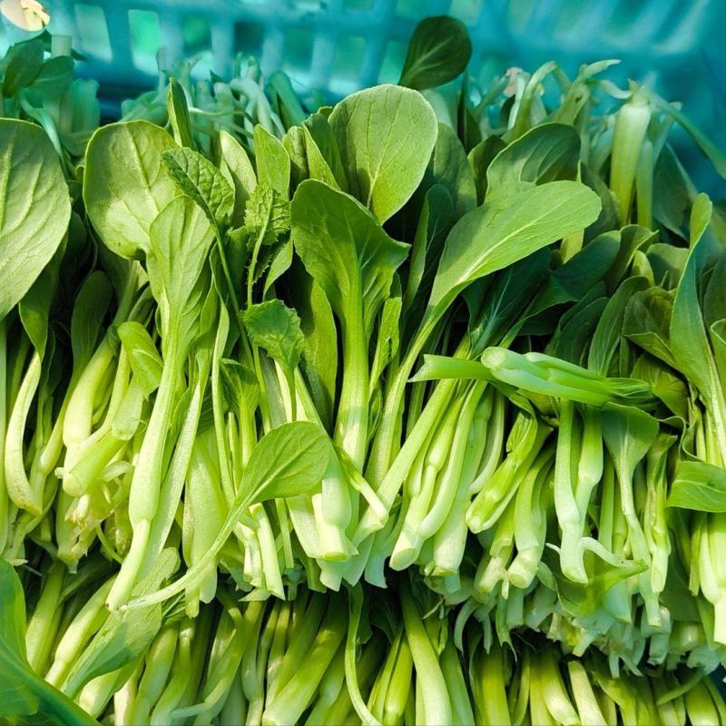 全年供应精品毛菜