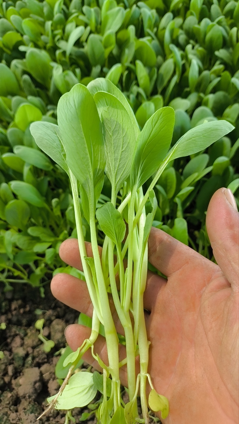 全年供应精品毛菜