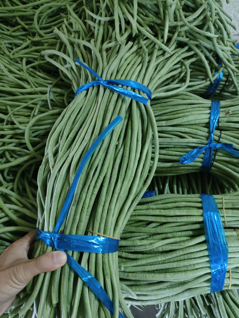 精品长豆角可对接各种供应需求代收代销一手货源