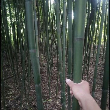 竹子园竹货