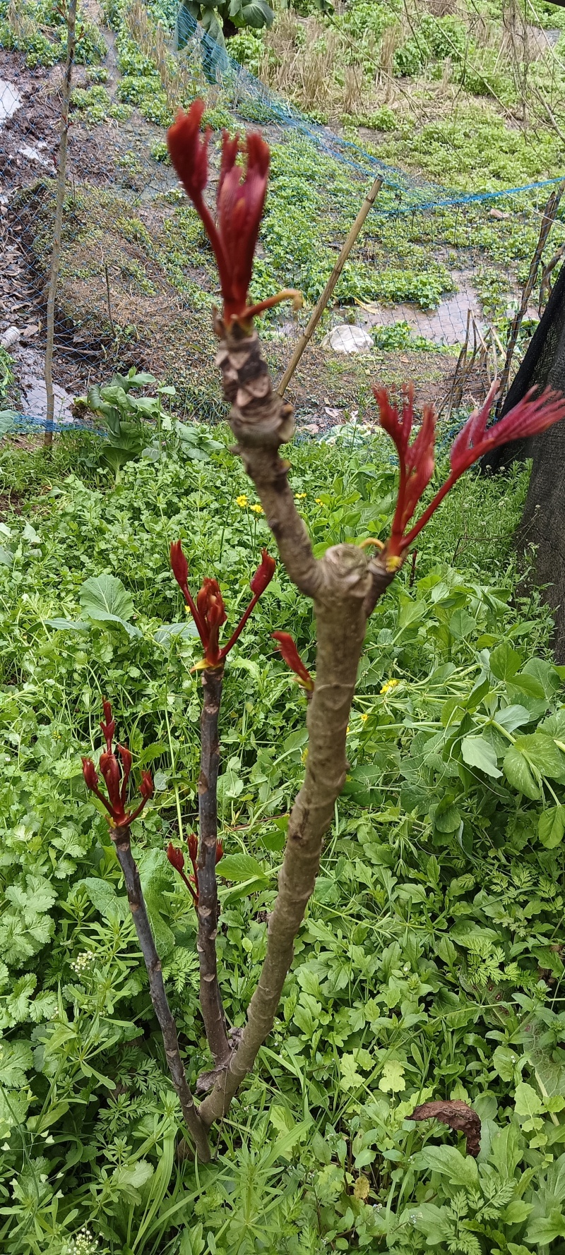四川香椿芽