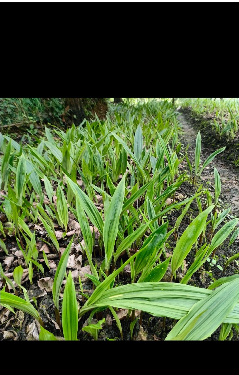 联系加，毛慈菇种苗通货纯野生一手货源价格优惠