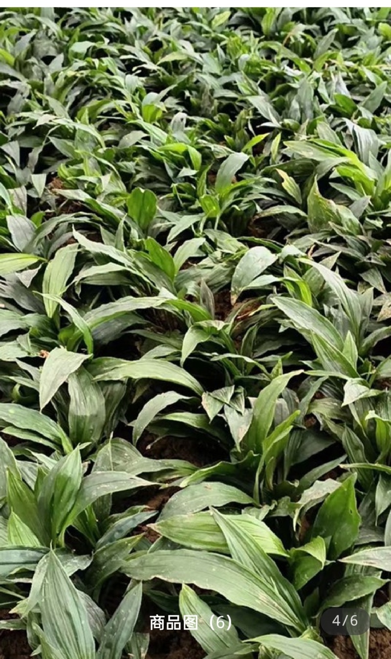 联系加，毛慈菇种苗通货纯野生一手货源价格优惠