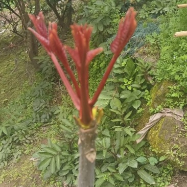 四川香椿芽