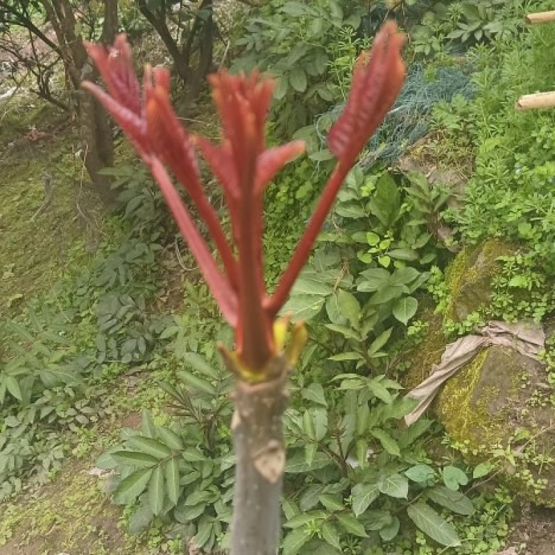 四川香椿芽
