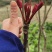 2026香椿芽源头直供露天种植现摘现发香椿芽