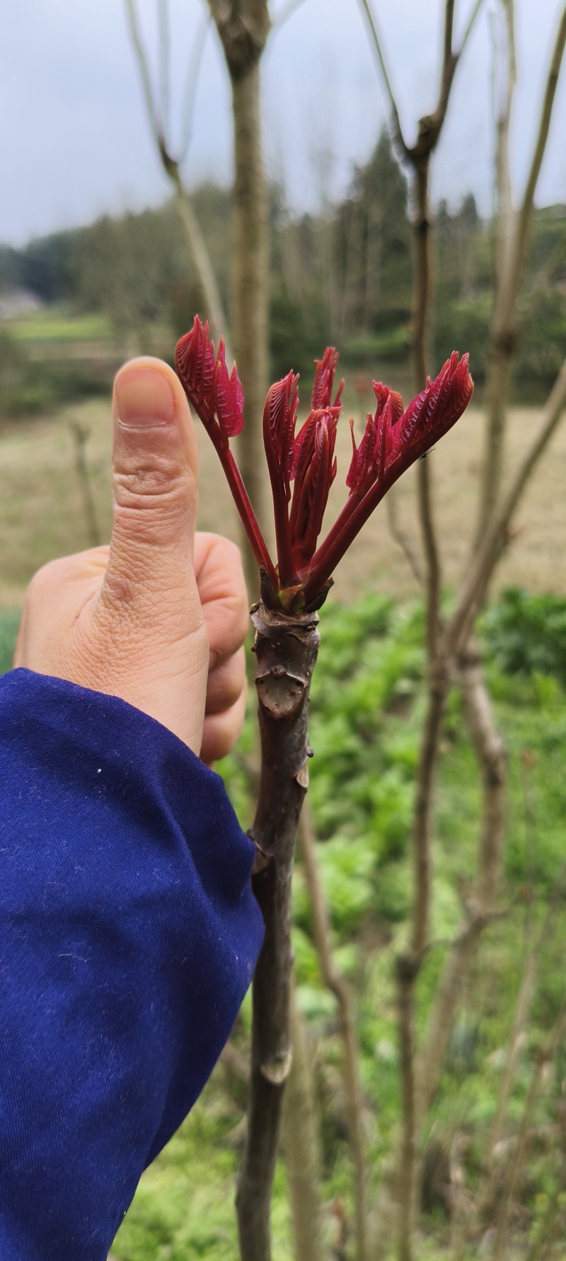 2026香椿芽源头直供露天种植现摘现发香椿芽