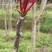 2026香椿芽源头直供露天种植现摘现发香椿芽