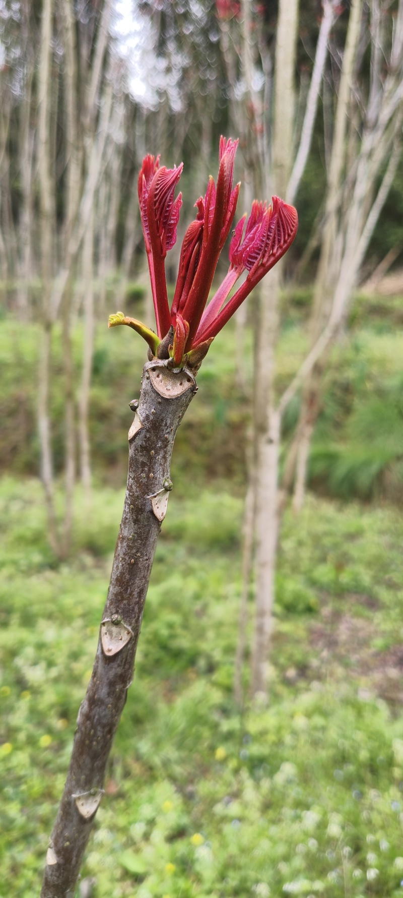 2026香椿芽源头直供露天种植现摘现发香椿芽