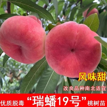 嫁接瑞蟠19号20号25号13号桃苗，耐寒南北方种植