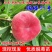 嫁接瑞蟠19号20号25号13号桃苗，耐寒南北方种植