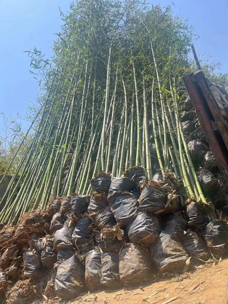 竹子.移植竹子.营养杯竹子.箬竹.大量供应基地直发