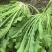 【推荐】雪里红/市场，工厂腌制用品/视频看货/欢迎咨询