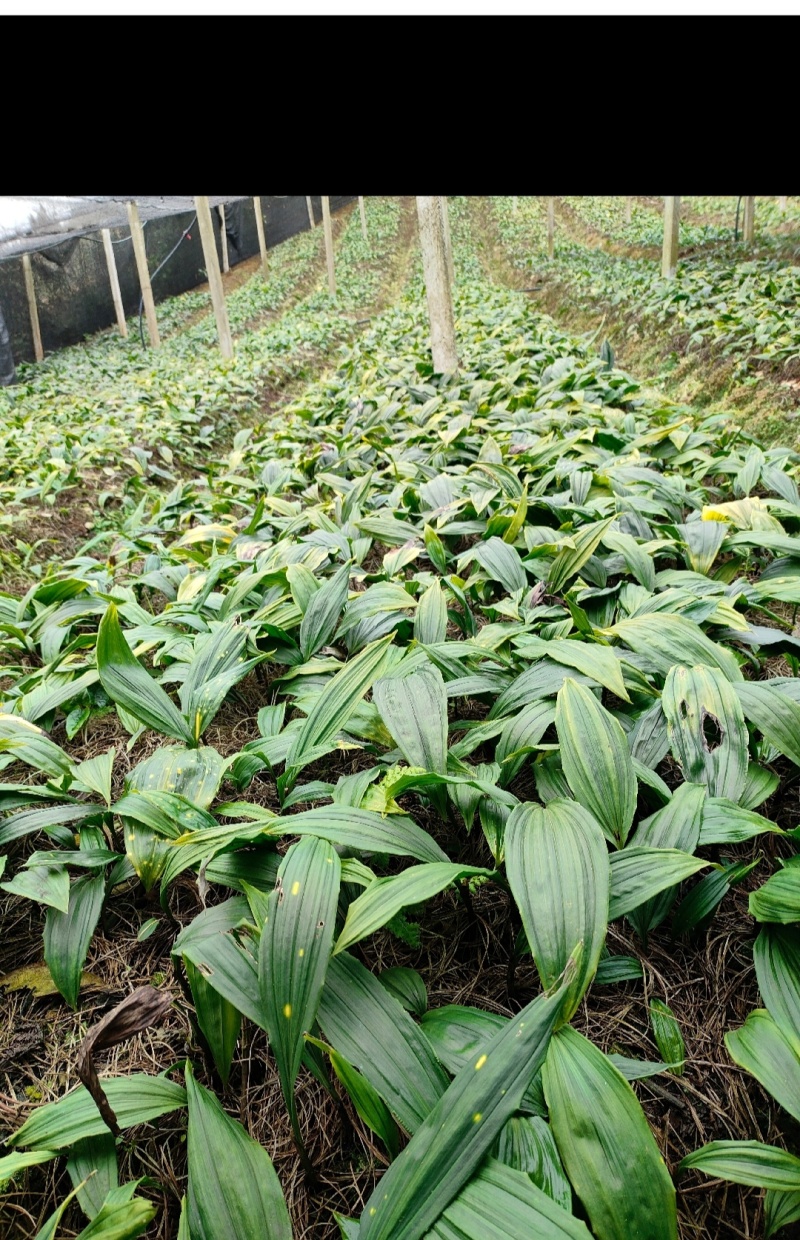毛慈菇苗野生苗产地直销。联系加