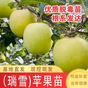 嫁接瑞雪苹果树苗晚熟脆甜苹果树苗南北方种植当年结果