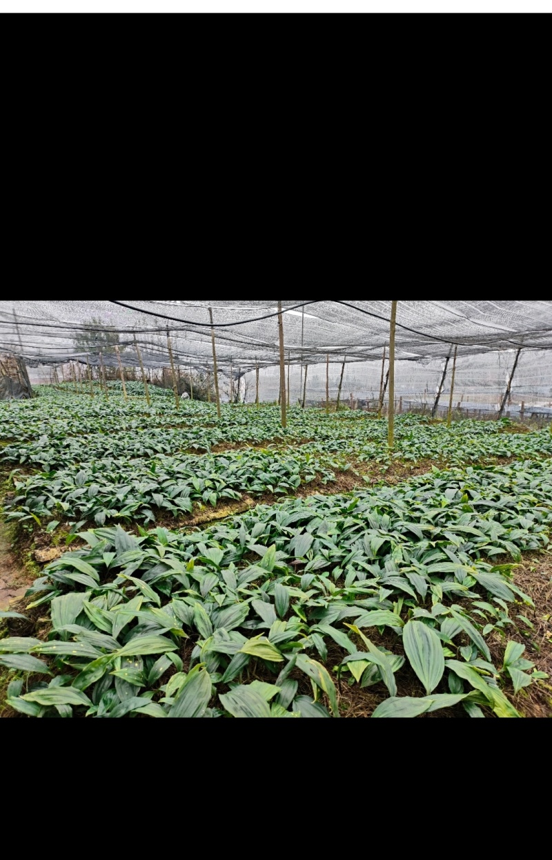 毛慈菇苗野生苗产地直销。联系加