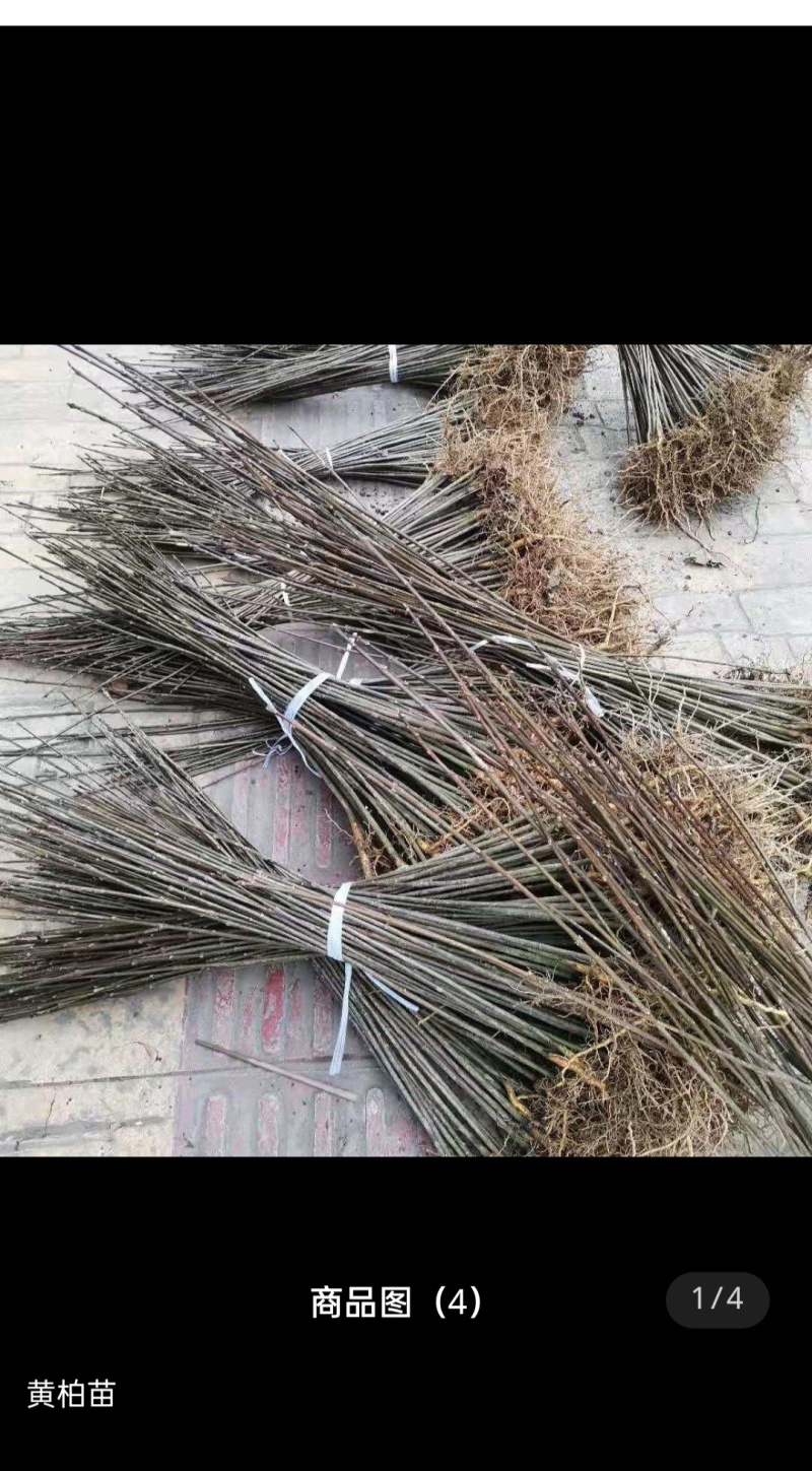 黄柏苗厚皮川黄柏苗产地直销批发零售，联系加