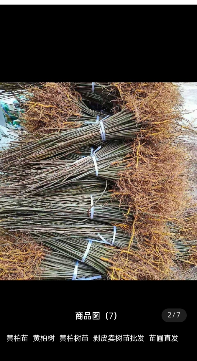 黄柏苗厚皮川黄柏苗产地直销批发零售，联系加
