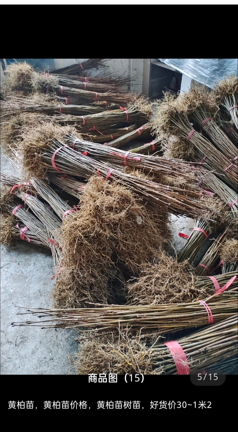 黄柏苗厚皮川黄柏苗产地直销批发零售，联系加