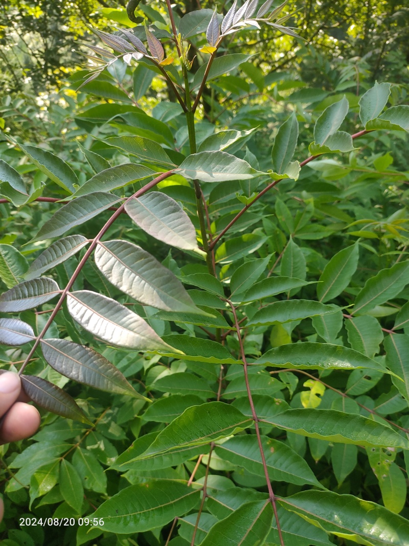黄柏苗厚皮川黄柏苗产地直销批发零售，联系加