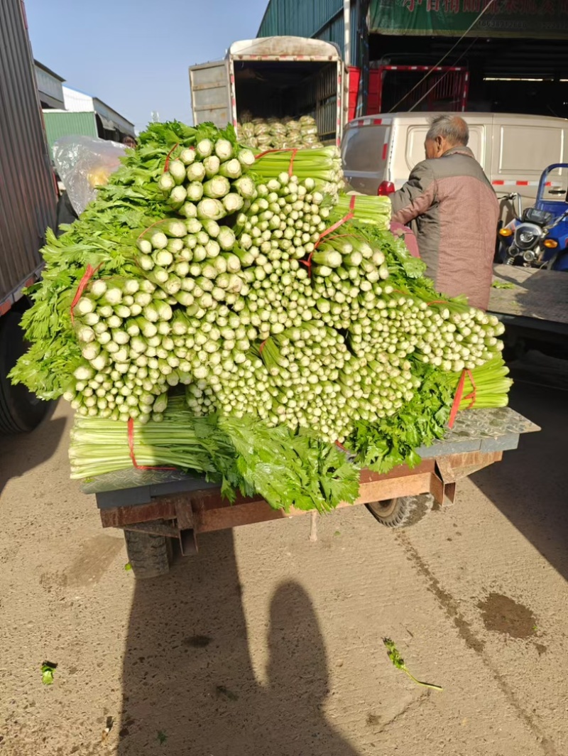 河南新鲜香芹/当季带根香芹/带叶芹菜