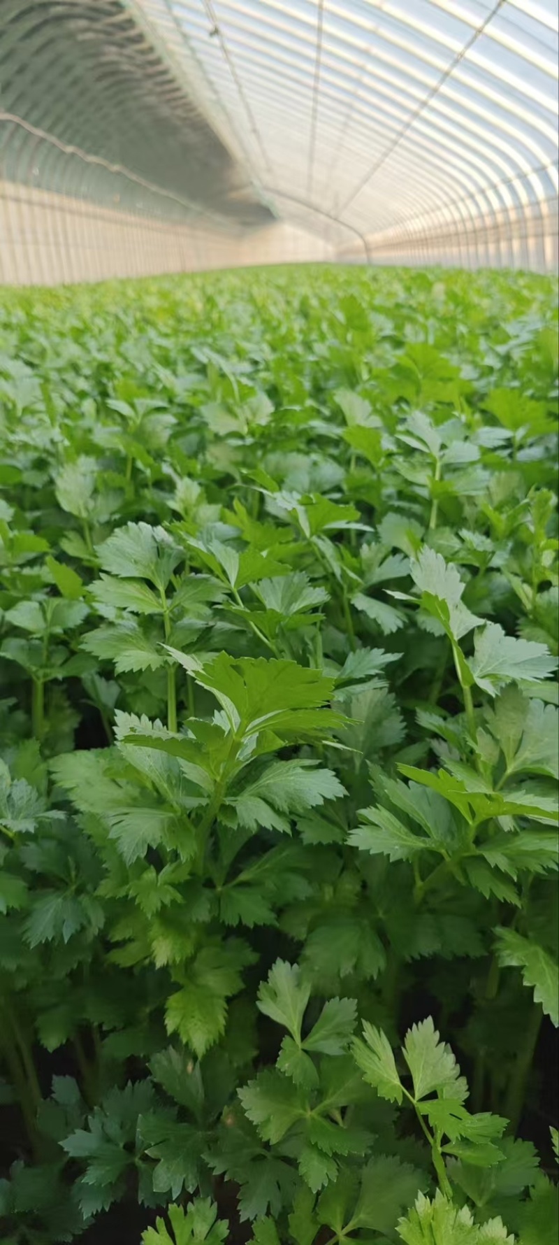河南新鲜香芹/当季带根香芹/带叶芹菜