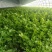 河南新鲜香芹/当季带根香芹/带叶芹菜