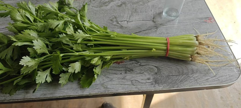 河南新鲜香芹/当季带根香芹/带叶芹菜