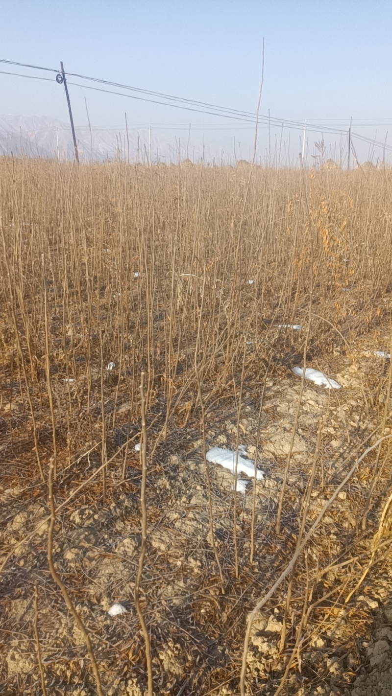 文冠果苗甘肃货源充足各种规格都有欢迎有需要的可视频看货