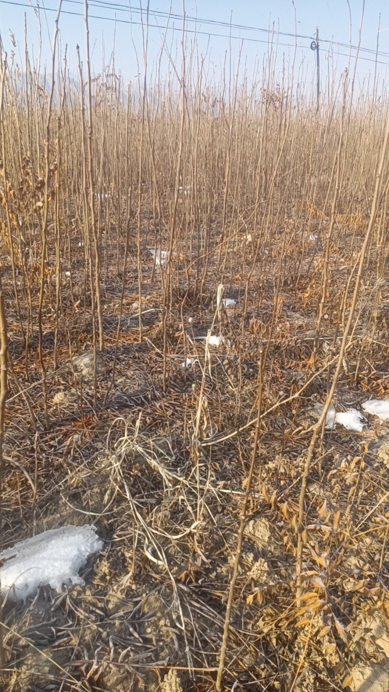 文冠果苗甘肃货源充足各种规格都有欢迎有需要的可视频看货