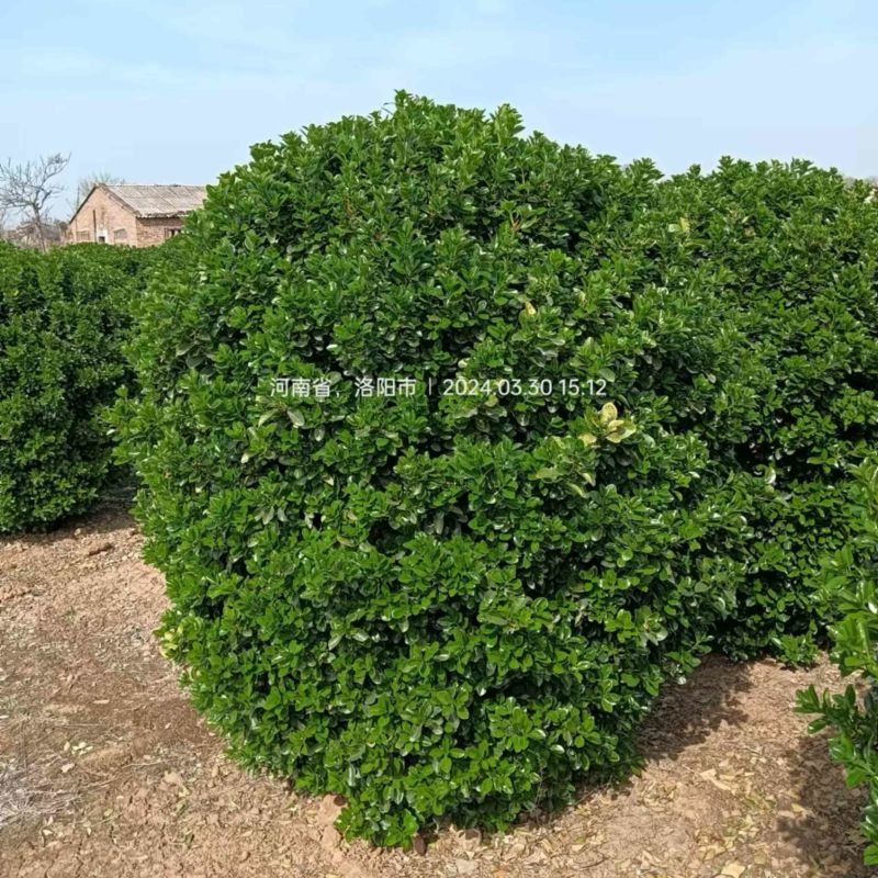 黄杨球四季常青别墅地栽庭院花坛耐寒绿化植物