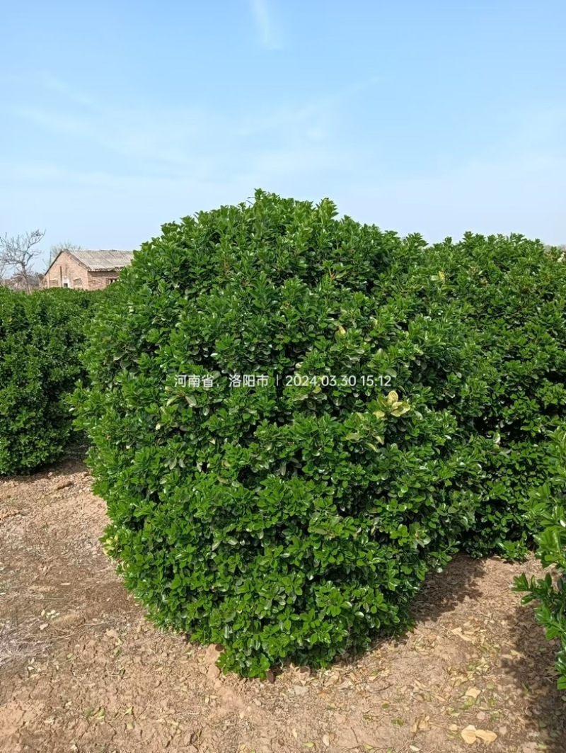黄杨球四季常青别墅地栽庭院花坛耐寒绿化植物