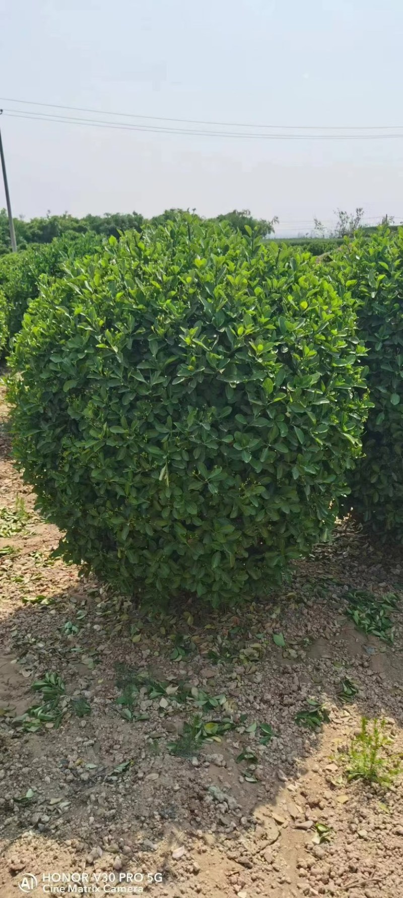 黄杨球四季常青别墅地栽庭院花坛耐寒绿化植物