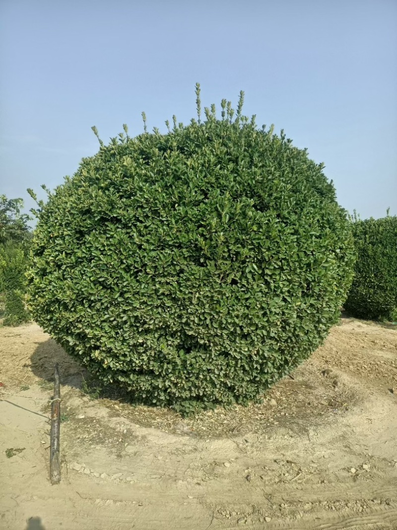 黄杨球四季常青别墅地栽庭院花坛耐寒绿化植物