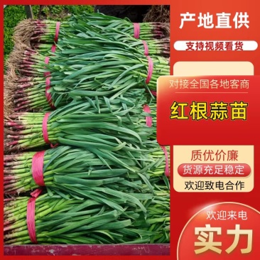 【优质推荐】红根蒜苗无蓝粉可加工水洗供应全国各大市场商超